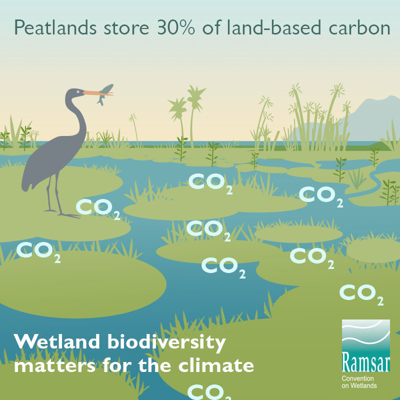 Wetland biodiveristy matters for the climate.