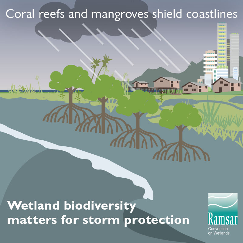 Wetland biodiveristy matters for storm protection.