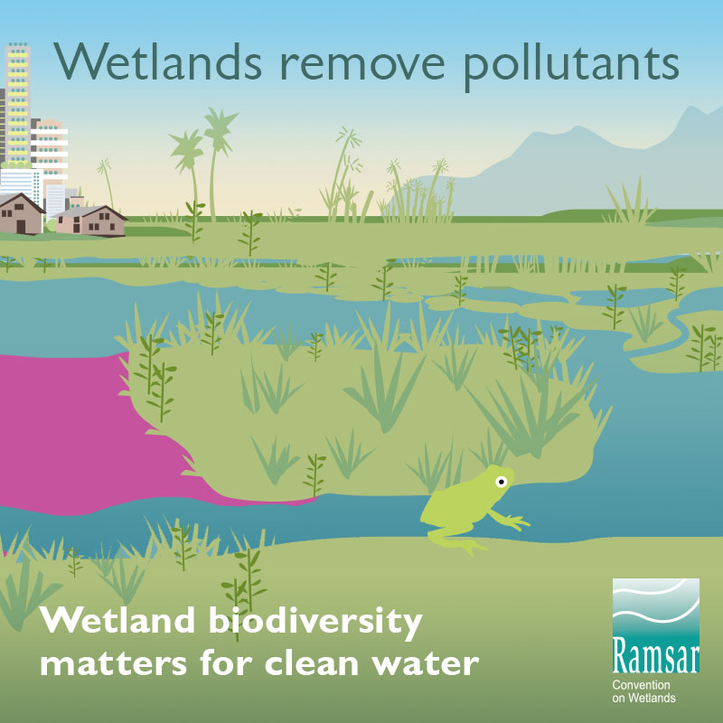 Wetland biodiveristy matters for clean water.