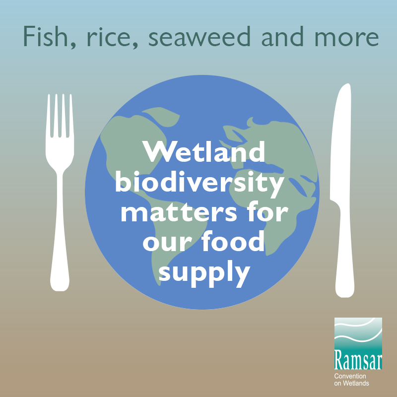 Wetland biodiversity matters for our food supply.