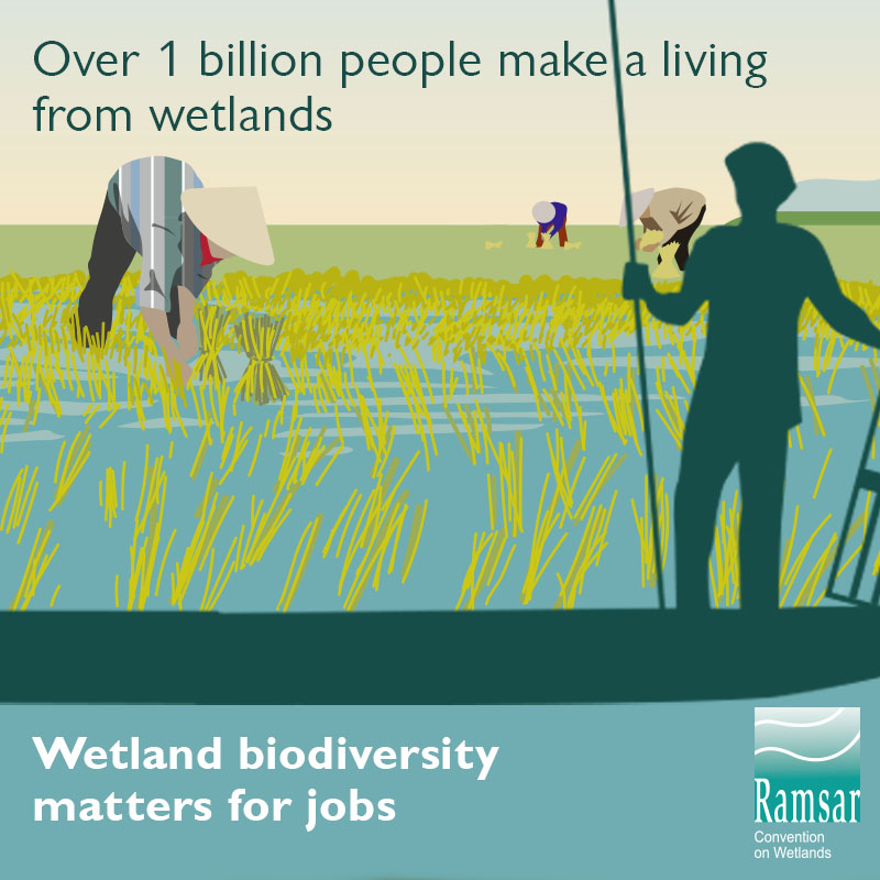 Wetland biodiversity matters for jobs