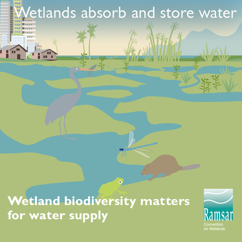 Wetland biodiveristy matters for water supply.