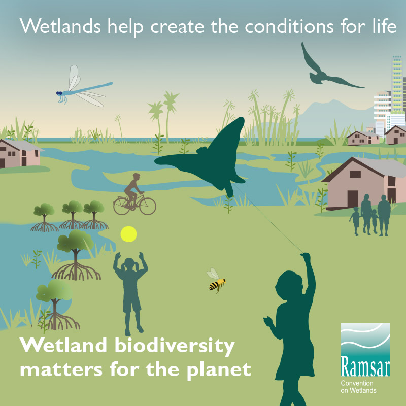 Wetland biodiveristy matters for the planet.