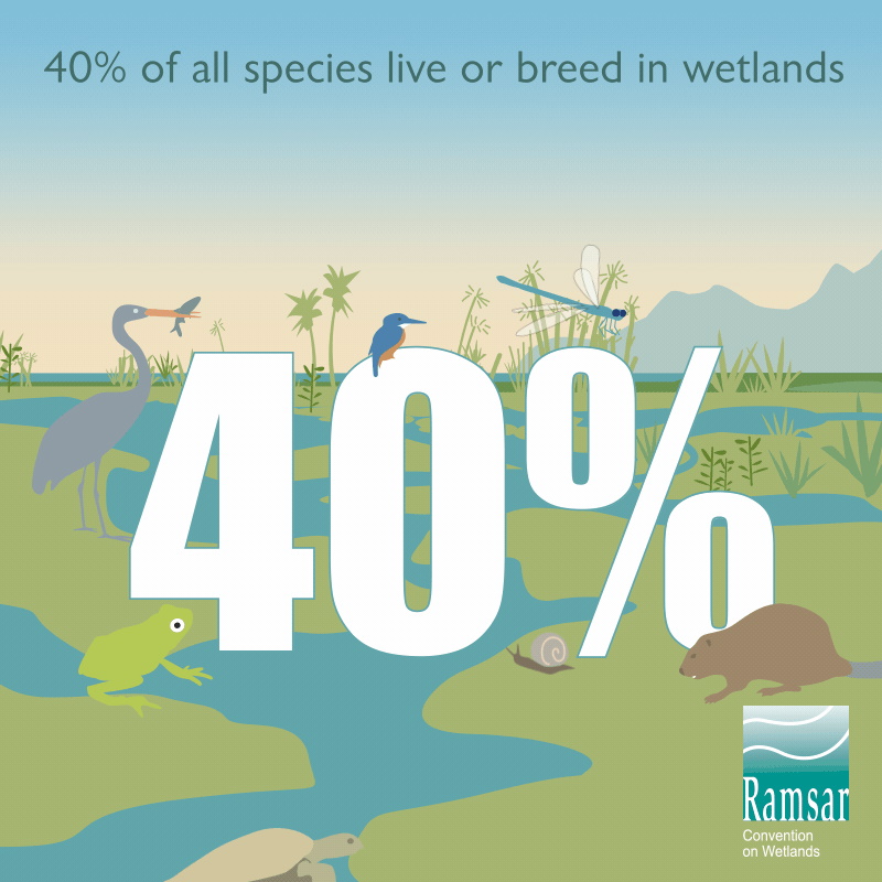 Wetland biodiversity matters for life.